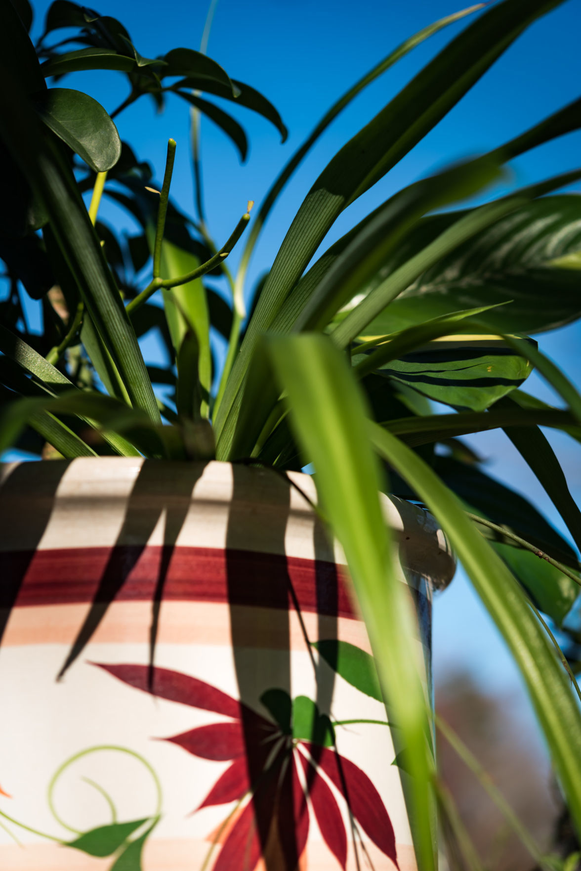 Plant Love